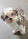 Havanese Puppies for sale in Atglen, PA 19310, USA. price: NA