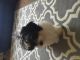 Havanese Puppies for sale in Columbus, OH, USA. price: NA
