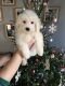 Havanese Puppies for sale in Coffeyville, KS 67337, USA. price: NA