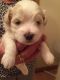 Havanese Puppies for sale in Phoenix St, Hempstead, NY 11550, USA. price: NA