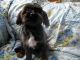 Havanese Puppies for sale in Brookline, NH 03033, USA. price: NA