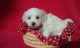 Havanese Puppies for sale in Huron, SD 57350, USA. price: NA