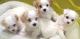 Havanese Puppies for sale in Fairfax, VA, USA. price: NA