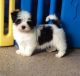 Havanese Puppies for sale in Austin St, Corpus Christi, TX, USA. price: NA