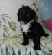Havanese Puppies for sale in SC-14, Fountain Inn, SC 29644, USA. price: $500
