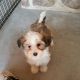 Havanese Puppies for sale in New Holland, PA 17557, USA. price: $1,500