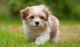 Havanese Puppies for sale in IL-59, Plainfield, IL, USA. price: NA