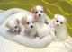 Havanese Puppies for sale in 58503 Rd 225, North Fork, CA 93643, USA. price: NA