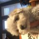 Havanese Puppies for sale in Macomb County, MI, USA. price: NA