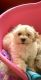 Havanese Puppies for sale in Jersey City, NJ, USA. price: NA