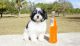 Havanese Puppies for sale in Pottsboro, TX 75076, USA. price: $650