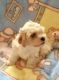 Havanese Puppies for sale in Québec City, QC, Canada. price: NA