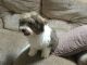 Havanese Puppies for sale in Bloomfield Ave, Bloomfield, CT 06002, USA. price: $500