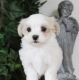 Havanese Puppies for sale in TX-121, Blue Ridge, TX 75424, USA. price: NA