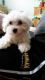 Havanese Puppies for sale in Klamath Falls, OR, OR, USA. price: NA