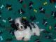 Havanese Puppies for sale in San Antonio, TX, USA. price: NA
