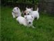 Havanese Puppies for sale in West Palm Beach, FL, USA. price: NA