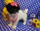 Havanese Puppies for sale in Los Angeles, CA, USA. price: NA