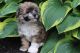 Havanese Puppies for sale in Canton, OH, USA. price: NA