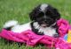 Havanese Puppies for sale in Dover, DE, USA. price: NA