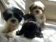 Havanese Puppies for sale in 200 N Spring St, Los Angeles, CA 90012, USA. price: NA