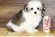 Havanese Puppies for sale in Tecate, CA 91987, USA. price: NA