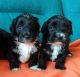 Havanese Puppies for sale in Jacksonville, FL, USA. price: NA