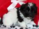 Havanese Puppies for sale in San Diego, CA, USA. price: NA