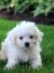 Havanese Puppies for sale in Glastonbury, CT, USA. price: NA