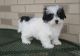 Havanese Puppies for sale in Bozeman, MT, USA. price: NA