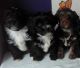 Havanese Puppies for sale in Erie, PA, USA. price: NA