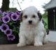 Havanese Puppies for sale in 10001 US-4, Whitehall, NY 12887, USA. price: NA