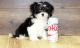 Havanese Puppies for sale in Brunswick, OH 44212, USA. price: NA