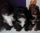 Havanese Puppies for sale in Nenana, AK 99760, USA. price: NA