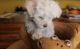 Havanese Puppies for sale in Pittsburgh, PA 15252, USA. price: NA