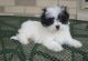 Havanese Puppies for sale in Abbeville, SC 29620, USA. price: $500