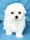 Havanese Puppies for sale in Tinley Park, IL, USA. price: NA
