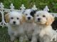 Havanese Puppies for sale in 34 Hamilton St, Albany, NY 12207, USA. price: NA