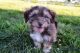 Havanese Puppies for sale in Cincinnati, OH, USA. price: NA
