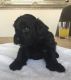 Havanese Puppies for sale in Chattanooga, TN 37401, USA. price: NA