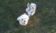 Havanese Puppies for sale in Huron, SD 57350, USA. price: $1,200