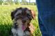 Havanese Puppies for sale in Fresno, CA, USA. price: NA