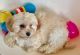 Havanese Puppies for sale in Boston, MA, USA. price: $550