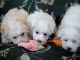 Havanese Puppies for sale in Oakland, CA 94624, USA. price: NA