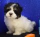 Havanese Puppies for sale in Green Bay, WI, USA. price: NA