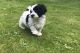 Havanese Puppies for sale in New York County, New York, NY, USA. price: $400