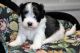 Havanese Puppies for sale in Sacramento, CA, USA. price: NA
