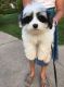 Havanese Puppies for sale in Troy, MI, USA. price: NA