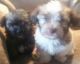 Havanese Puppies for sale in 900 Rd, Spencer, NE 68777, USA. price: $650