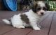 Havanese Puppies for sale in Independence, MO, USA. price: NA